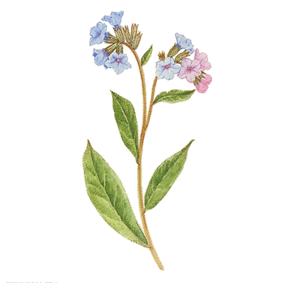 Pulmonaria