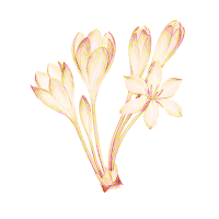 Colchicum autumnale