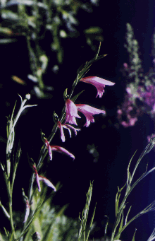 Gladiolus byzantinus