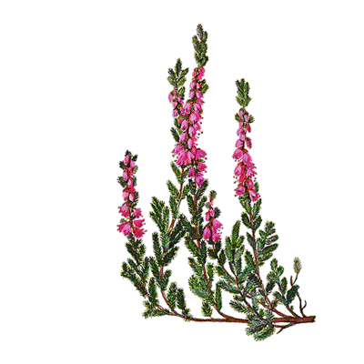 Calluna vulgaris