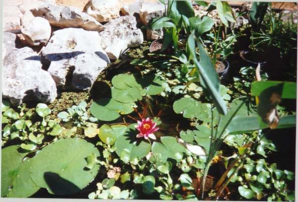 illustration of Water Garden