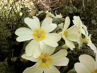 Primula Vulgaris