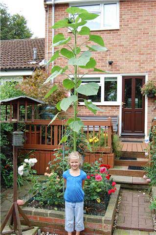 Jasmine with her sunflower